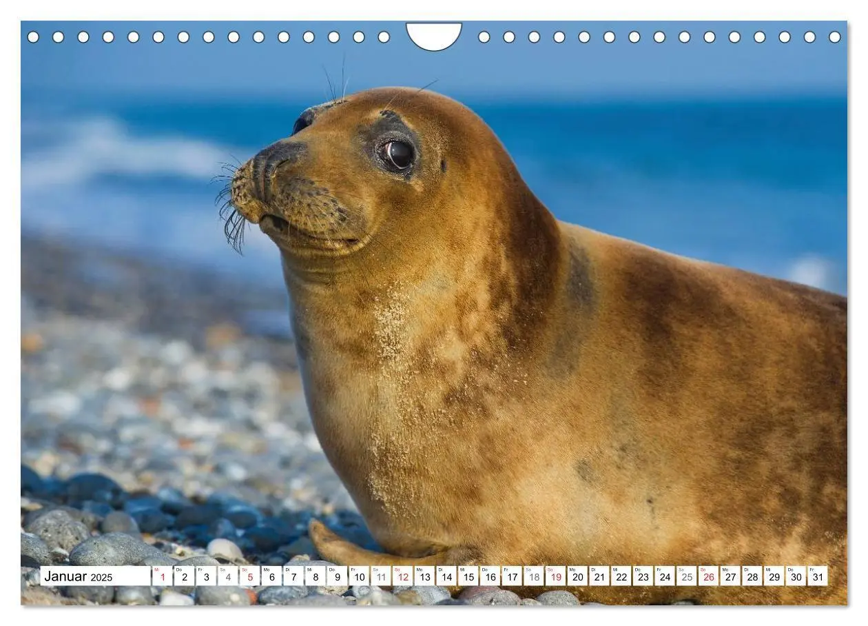 Bild: 9783435576258 | Kegelrobben hautnah (Wandkalender 2025 DIN A4 quer), CALVENDO...