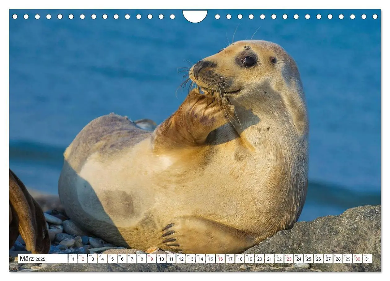 Bild: 9783435576258 | Kegelrobben hautnah (Wandkalender 2025 DIN A4 quer), CALVENDO...