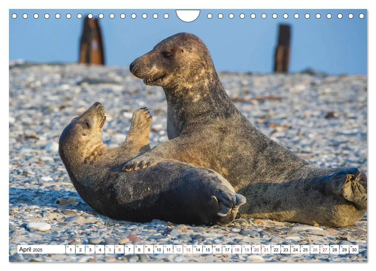 Bild: 9783435576258 | Kegelrobben hautnah (Wandkalender 2025 DIN A4 quer), CALVENDO...