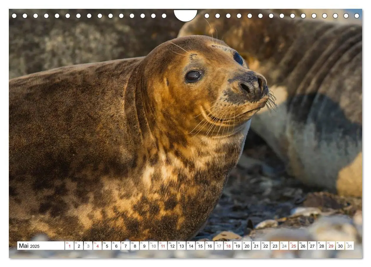 Bild: 9783435576258 | Kegelrobben hautnah (Wandkalender 2025 DIN A4 quer), CALVENDO...