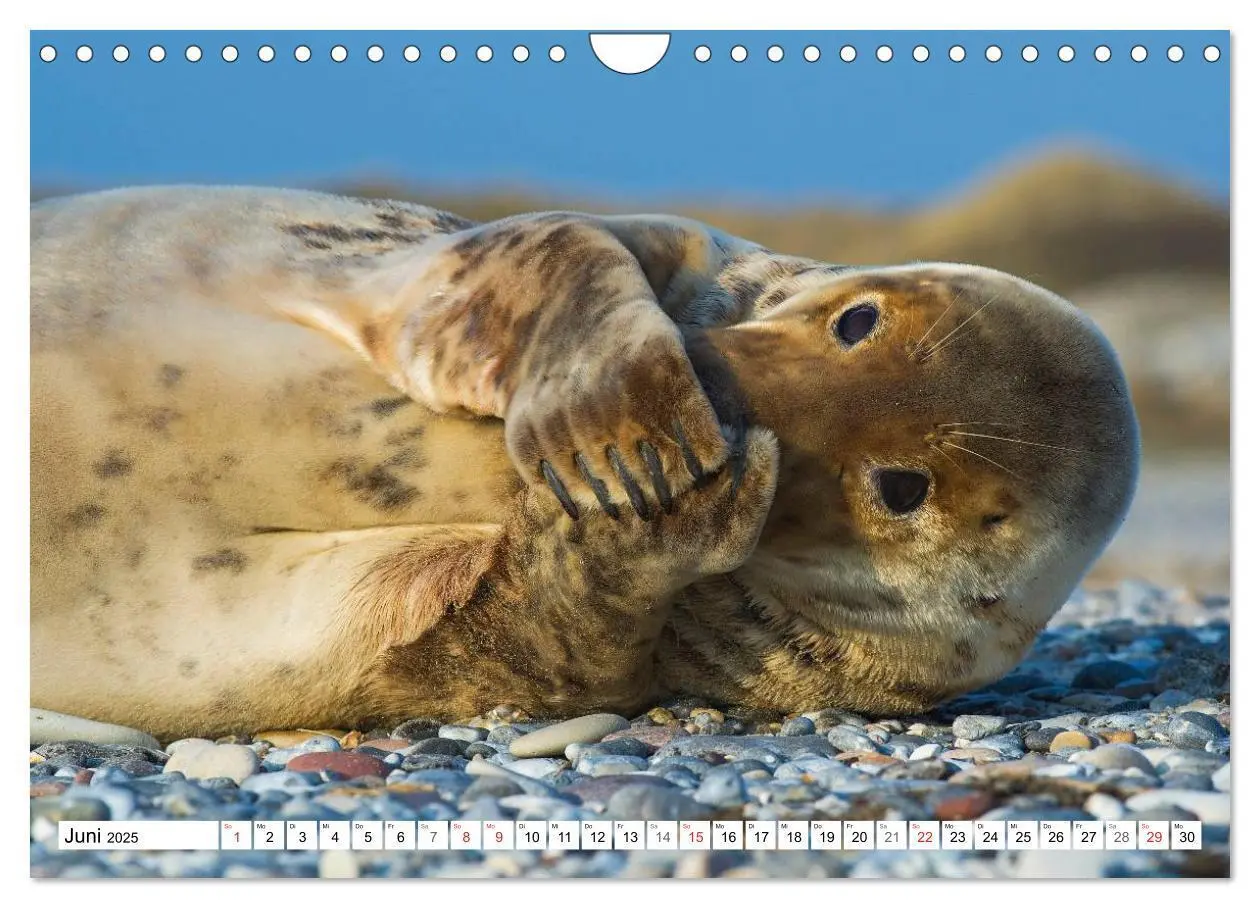 Bild: 9783435576258 | Kegelrobben hautnah (Wandkalender 2025 DIN A4 quer), CALVENDO...