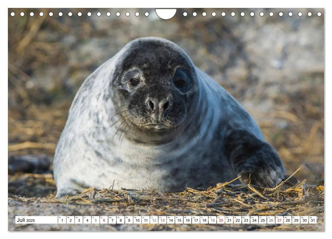 Bild: 9783435576258 | Kegelrobben hautnah (Wandkalender 2025 DIN A4 quer), CALVENDO...