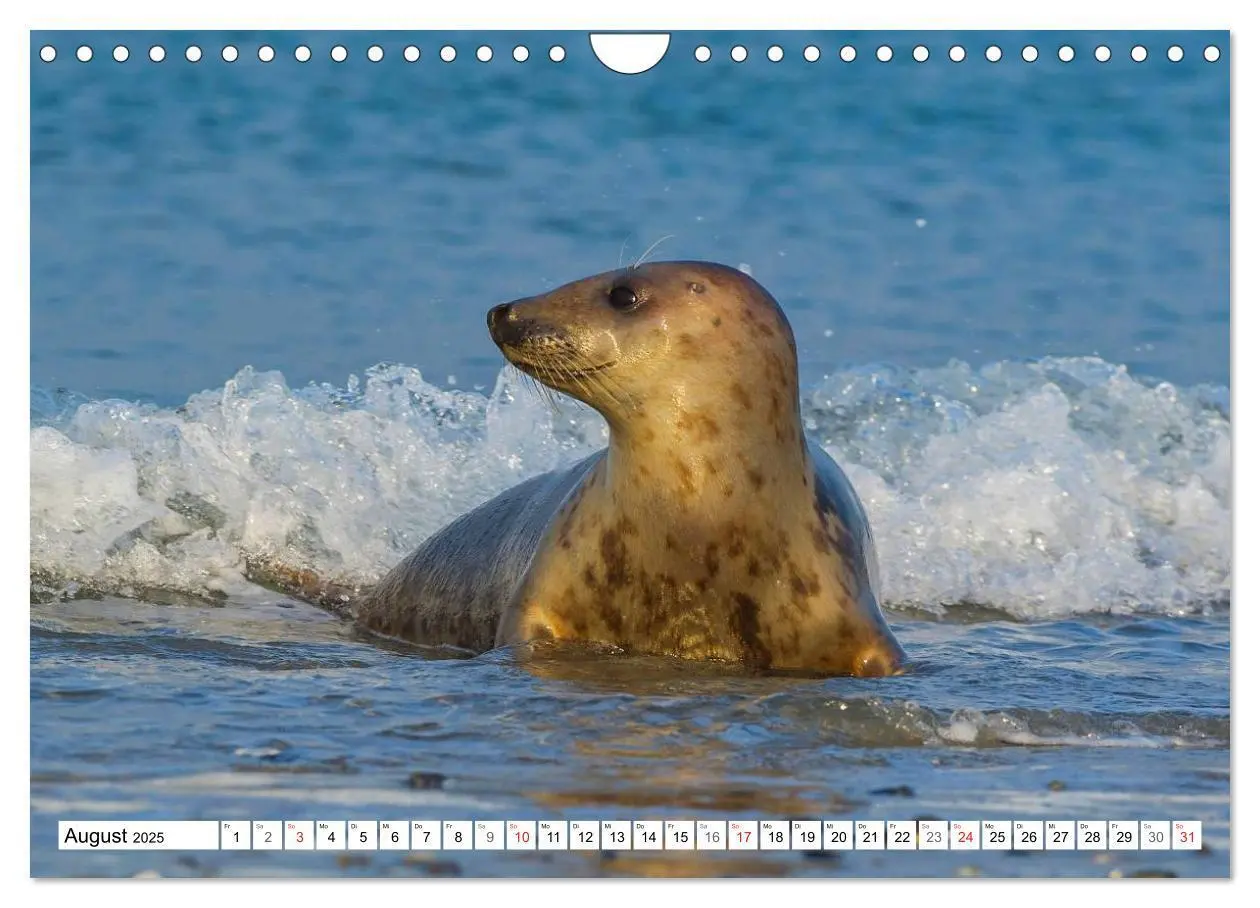 Bild: 9783435576258 | Kegelrobben hautnah (Wandkalender 2025 DIN A4 quer), CALVENDO...