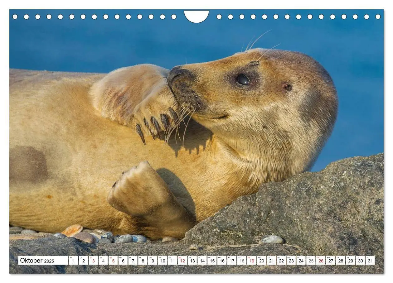 Bild: 9783435576258 | Kegelrobben hautnah (Wandkalender 2025 DIN A4 quer), CALVENDO...