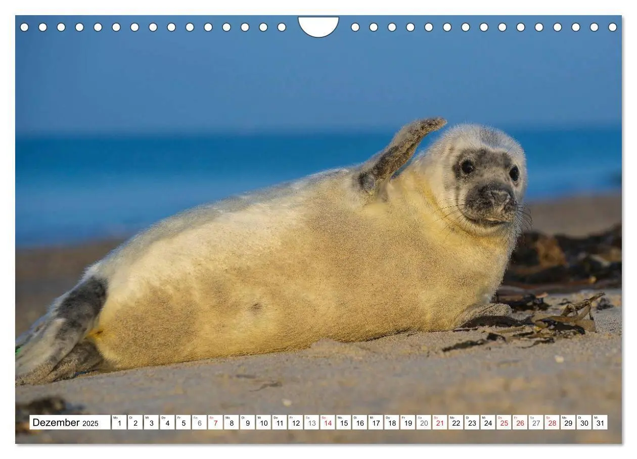 Bild: 9783435576258 | Kegelrobben hautnah (Wandkalender 2025 DIN A4 quer), CALVENDO...