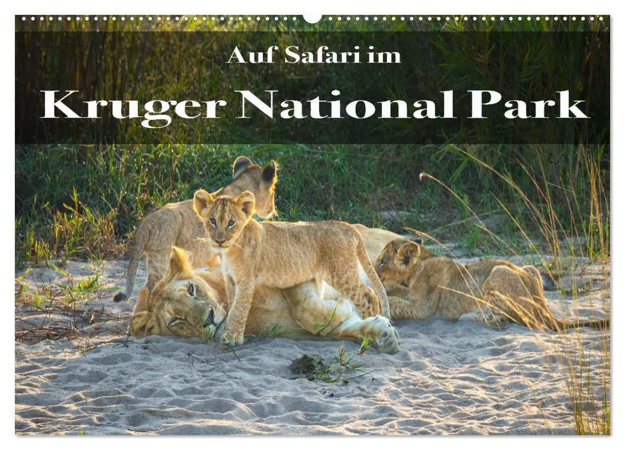 Cover: 9783457586358 | Auf Safari im Kruger National Park (Wandkalender 2026 DIN A2 quer),...