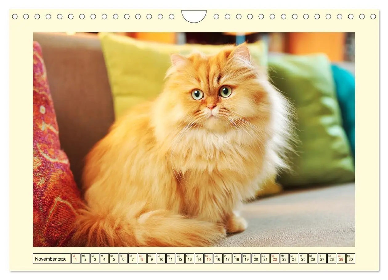 Bild: 9783516746358 | Edle Perserkatzen. Leises Schnurren in Haus und Garten...