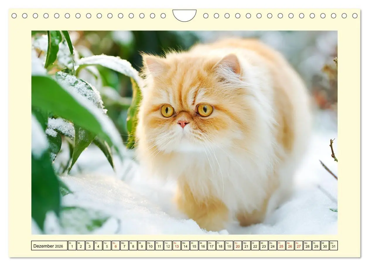 Bild: 9783516746358 | Edle Perserkatzen. Leises Schnurren in Haus und Garten...