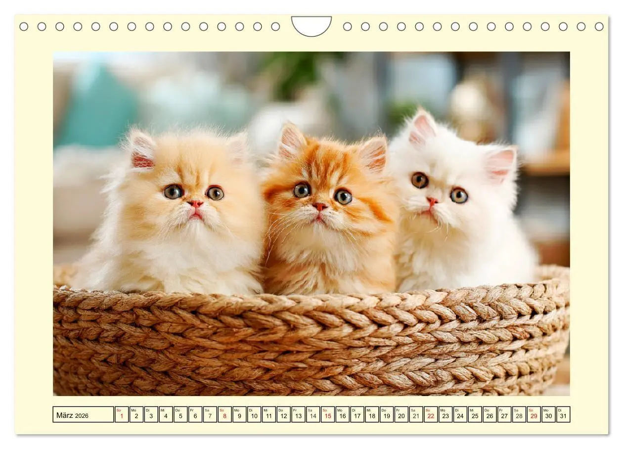 Bild: 9783516746358 | Edle Perserkatzen. Leises Schnurren in Haus und Garten...