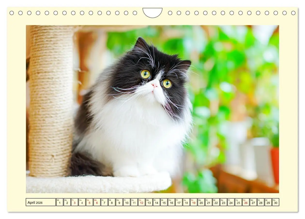 Bild: 9783516746358 | Edle Perserkatzen. Leises Schnurren in Haus und Garten...