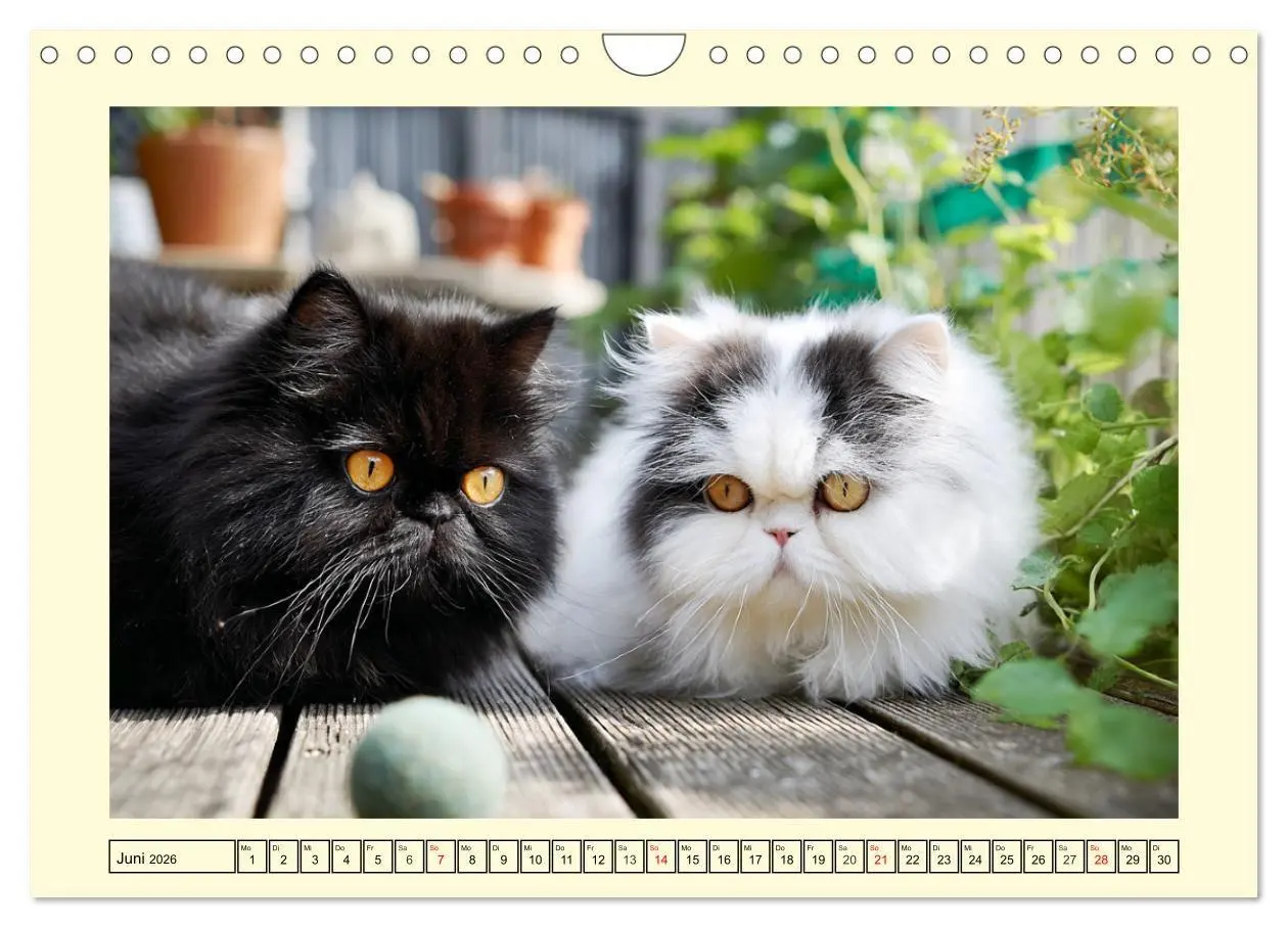 Bild: 9783516746358 | Edle Perserkatzen. Leises Schnurren in Haus und Garten...