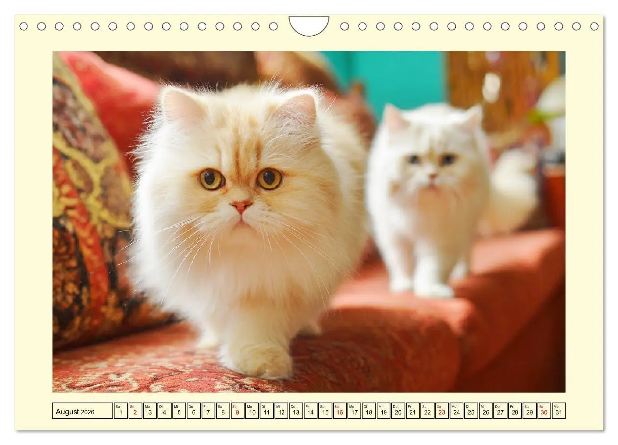 Bild: 9783516746358 | Edle Perserkatzen. Leises Schnurren in Haus und Garten...