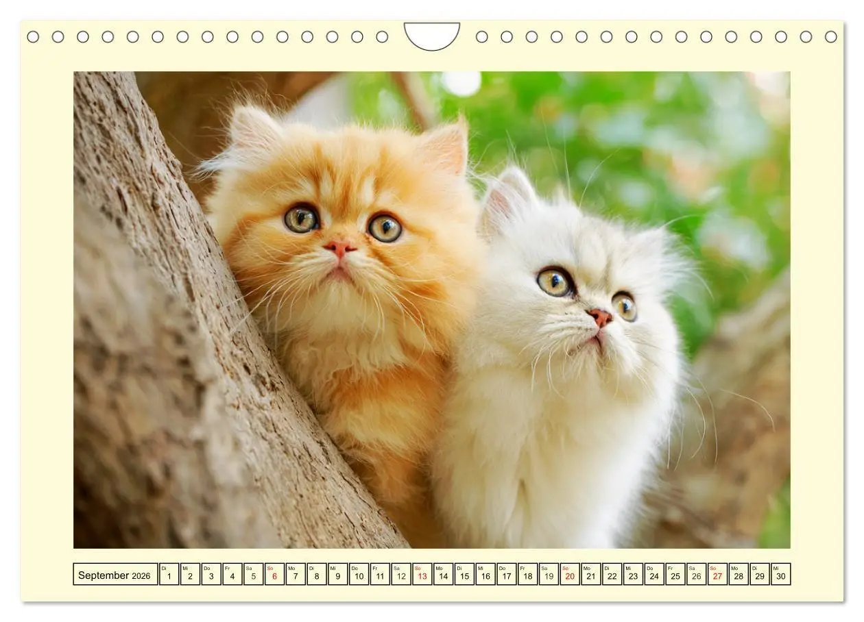 Bild: 9783516746358 | Edle Perserkatzen. Leises Schnurren in Haus und Garten...