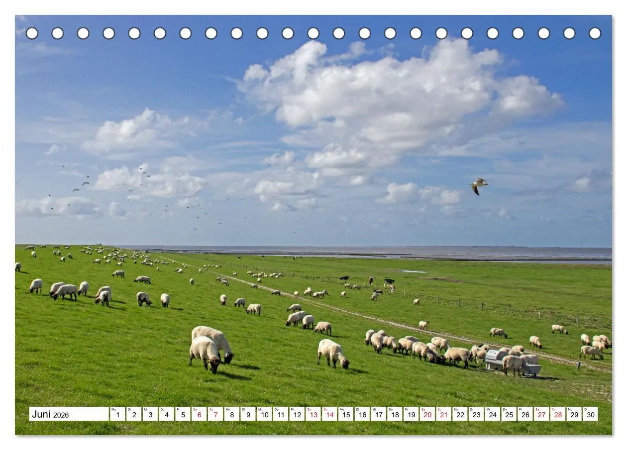 Bild: 9783457636558 | GREETSIEL - Schafe - Krabbenkutter - Möwen (Tischkalender 2026 DIN...