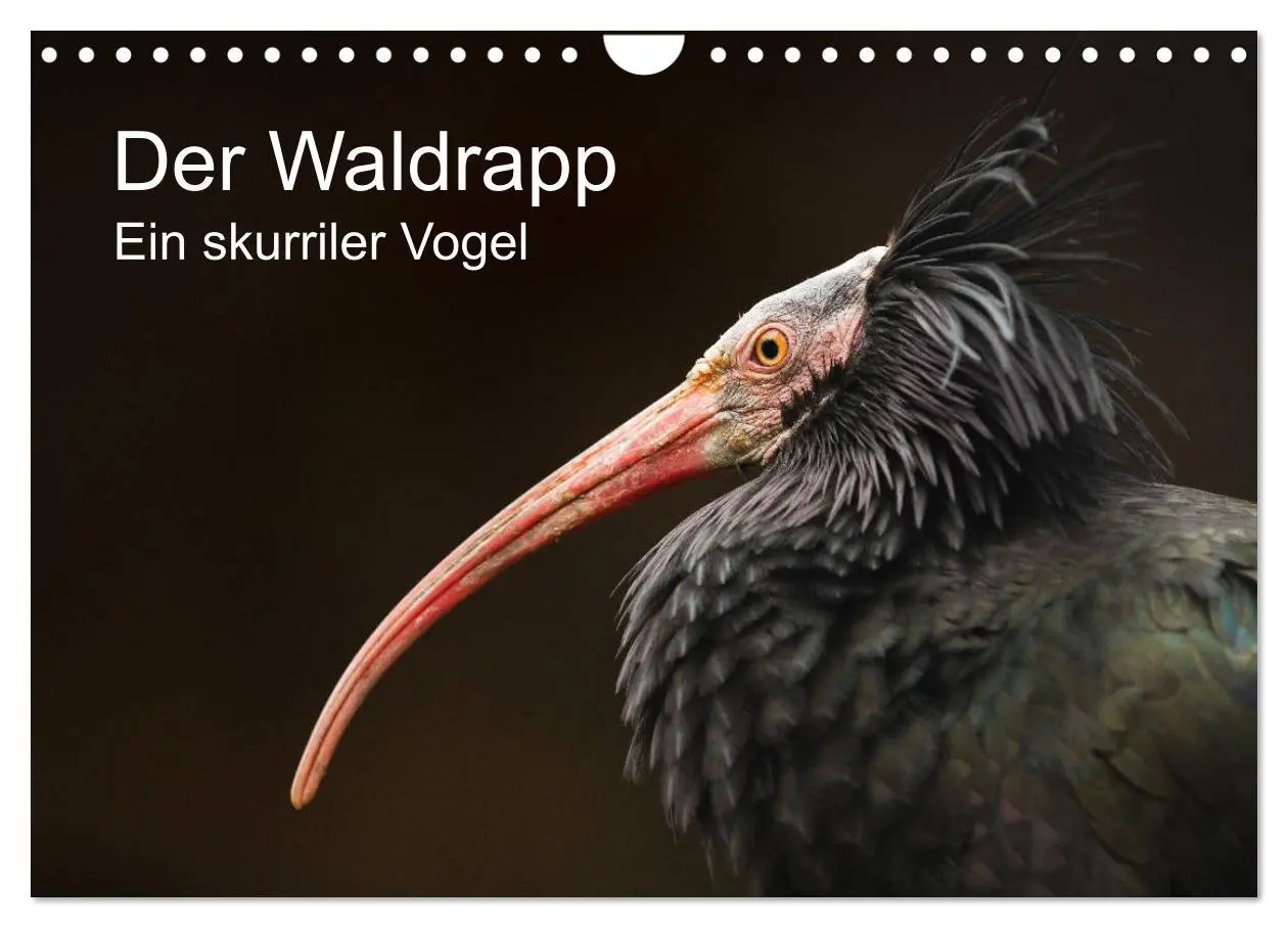 Cover: 9783457706558 | Der Waldrapp - Ein skurriler Vogel (Wandkalender 2026 DIN A4 quer),...