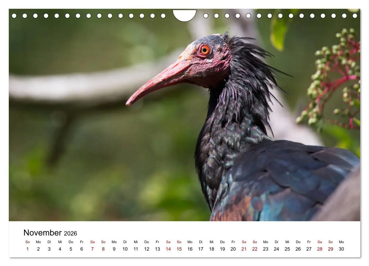 Bild: 9783457706558 | Der Waldrapp - Ein skurriler Vogel (Wandkalender 2026 DIN A4 quer),...