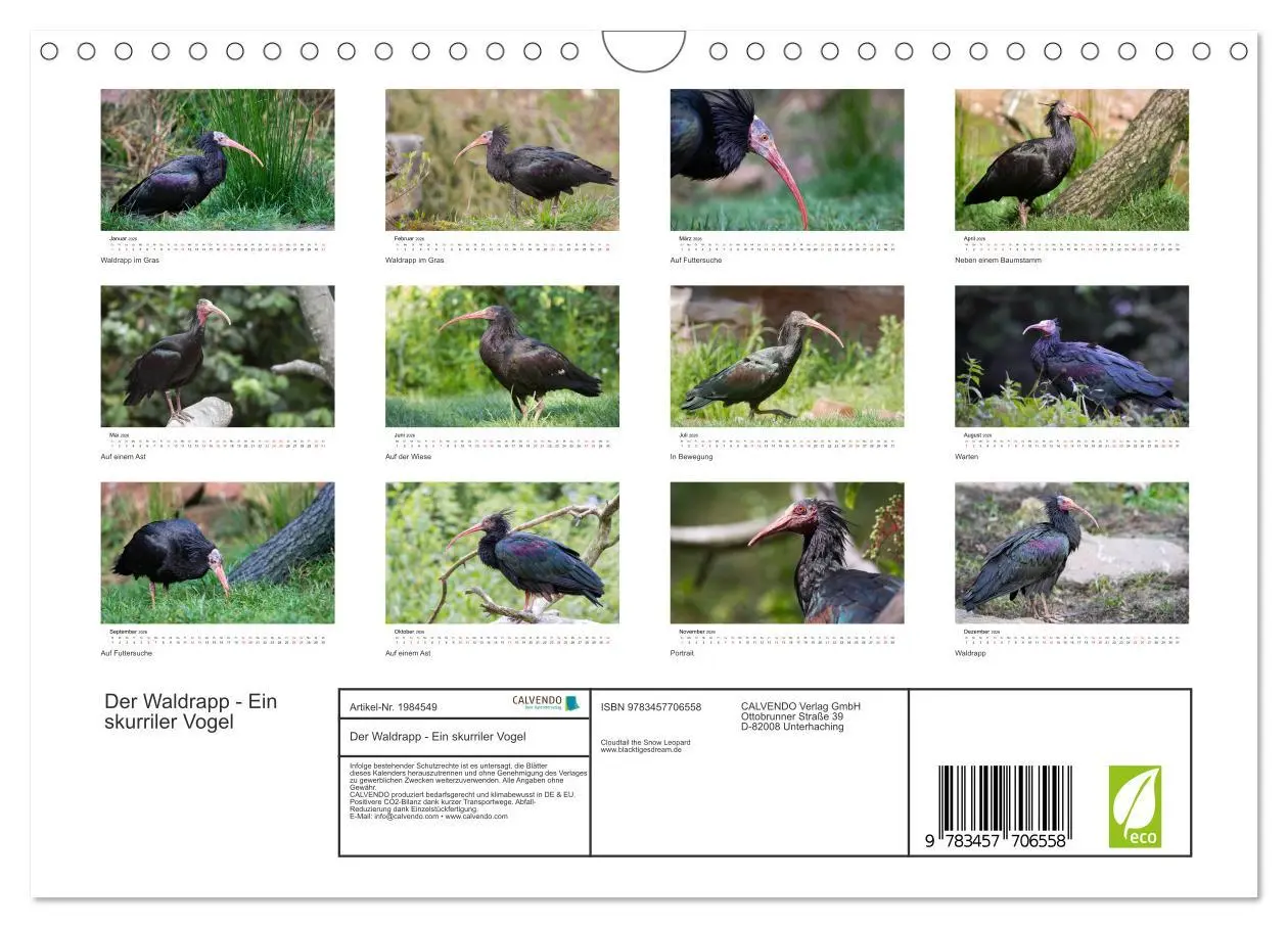 Bild: 9783457706558 | Der Waldrapp - Ein skurriler Vogel (Wandkalender 2026 DIN A4 quer),...
