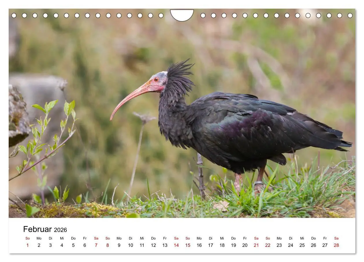 Bild: 9783457706558 | Der Waldrapp - Ein skurriler Vogel (Wandkalender 2026 DIN A4 quer),...