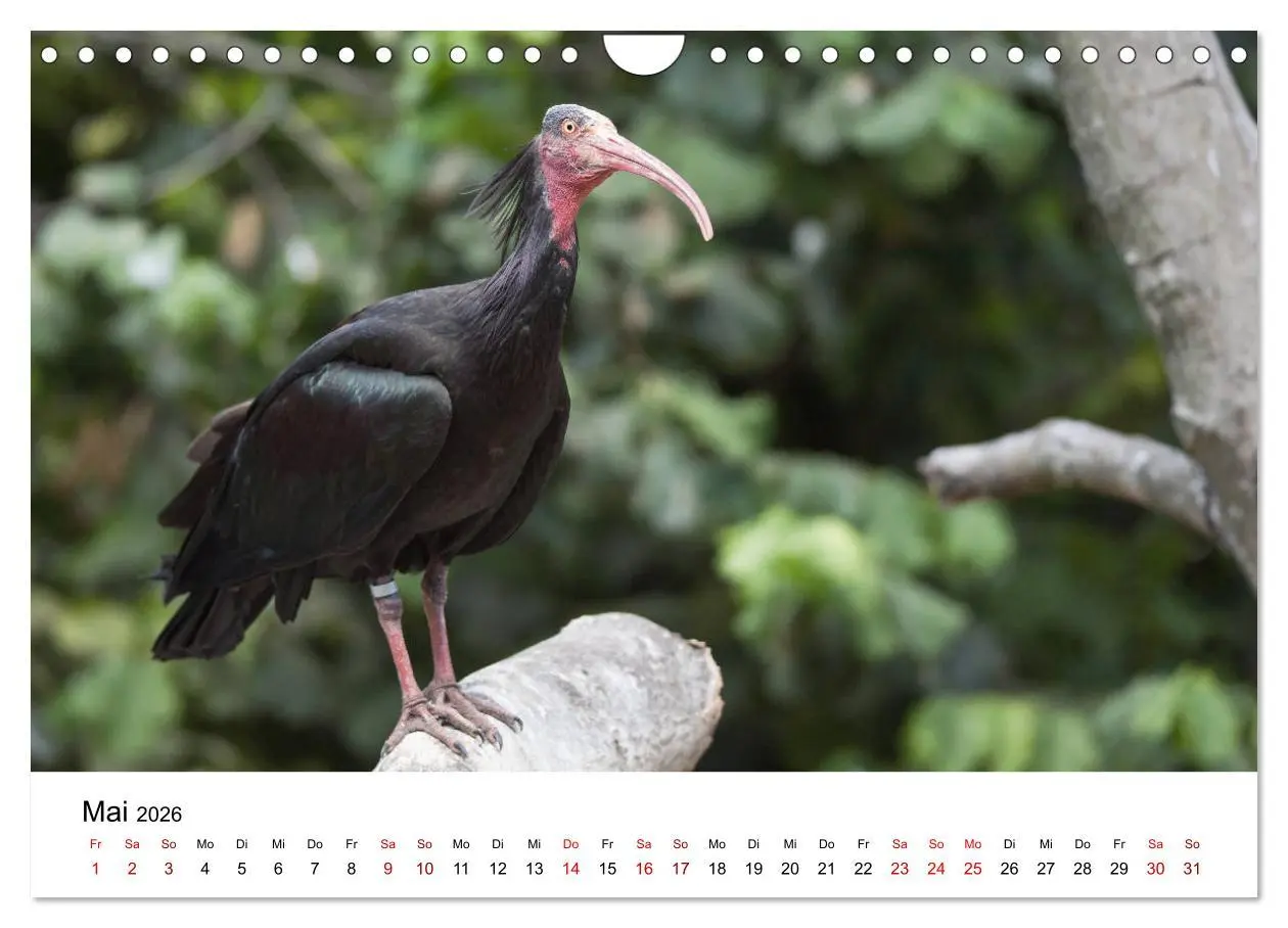Bild: 9783457706558 | Der Waldrapp - Ein skurriler Vogel (Wandkalender 2026 DIN A4 quer),...