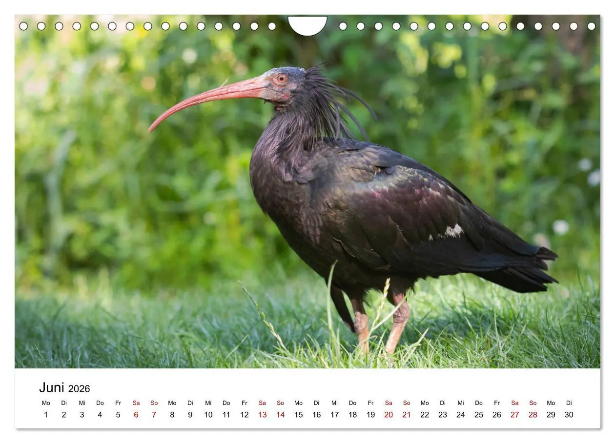 Bild: 9783457706558 | Der Waldrapp - Ein skurriler Vogel (Wandkalender 2026 DIN A4 quer),...
