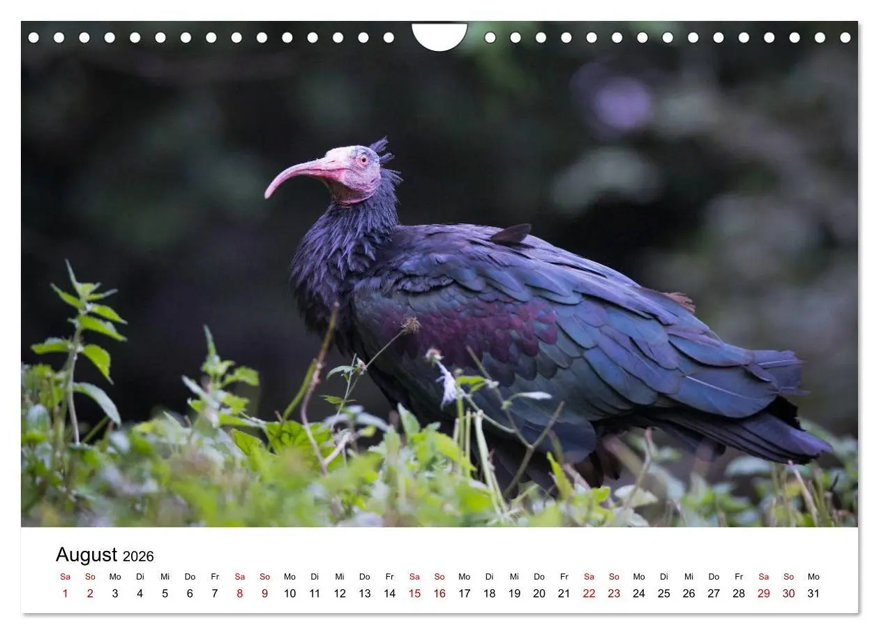 Bild: 9783457706558 | Der Waldrapp - Ein skurriler Vogel (Wandkalender 2026 DIN A4 quer),...