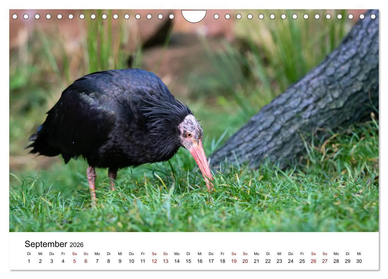 Bild: 9783457706558 | Der Waldrapp - Ein skurriler Vogel (Wandkalender 2026 DIN A4 quer),...