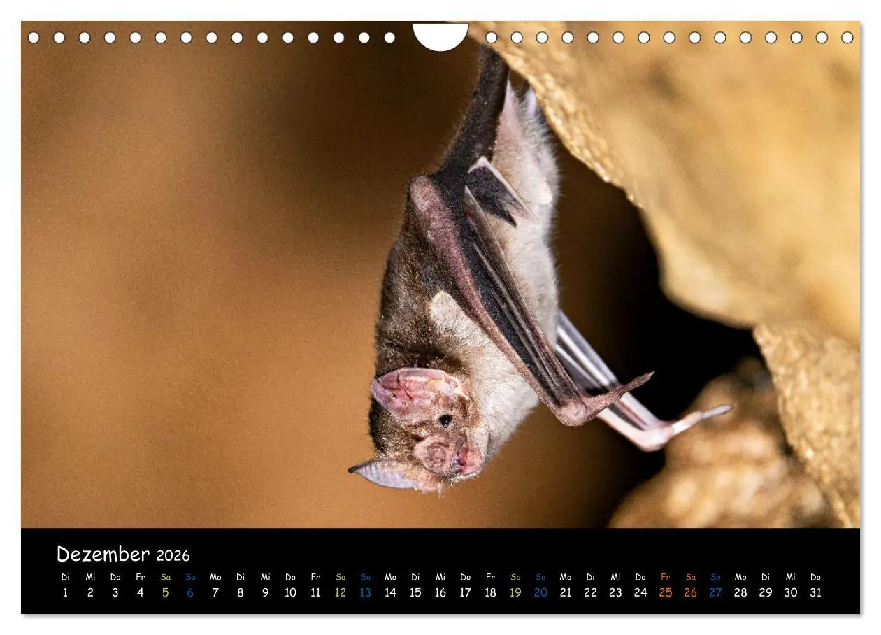 Bild: 9783457316658 | Fledermäuse - kleine Vampire (Wandkalender 2026 DIN A4 quer),...