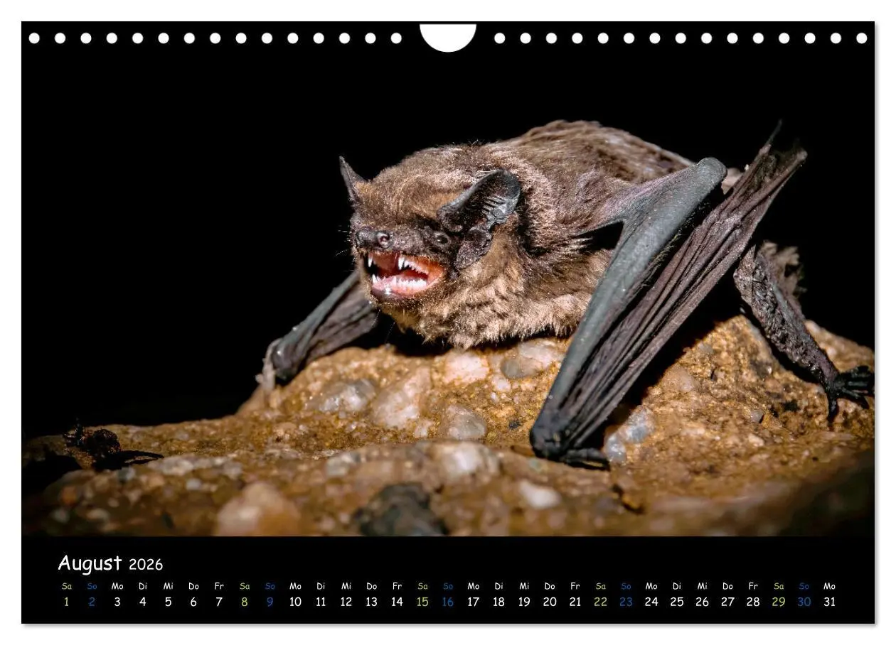 Bild: 9783457316658 | Fledermäuse - kleine Vampire (Wandkalender 2026 DIN A4 quer),...