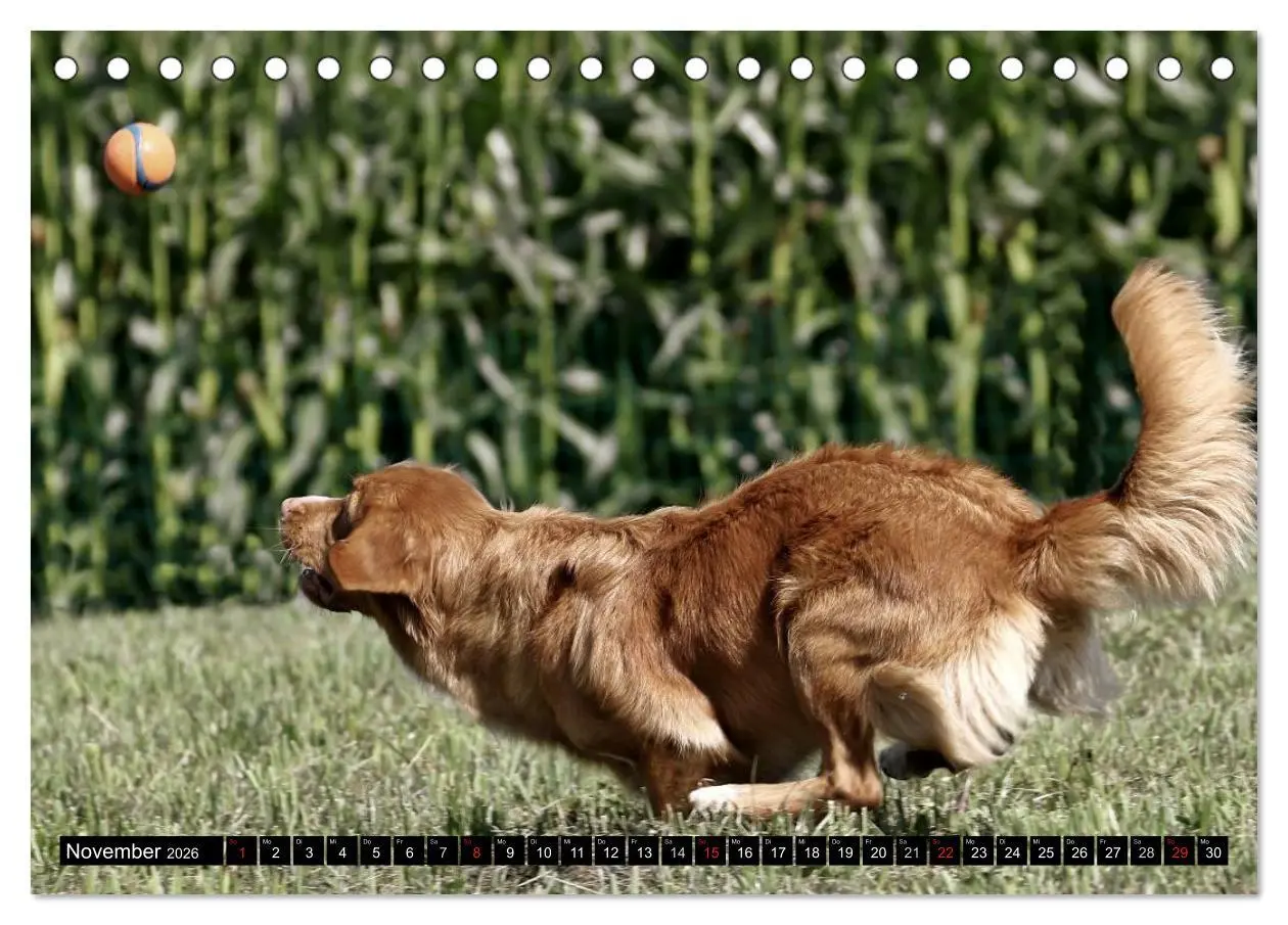 Bild: 9783516026658 | Nova Scotia Duck Tolling Retriever (Tischkalender 2026 DIN A5...