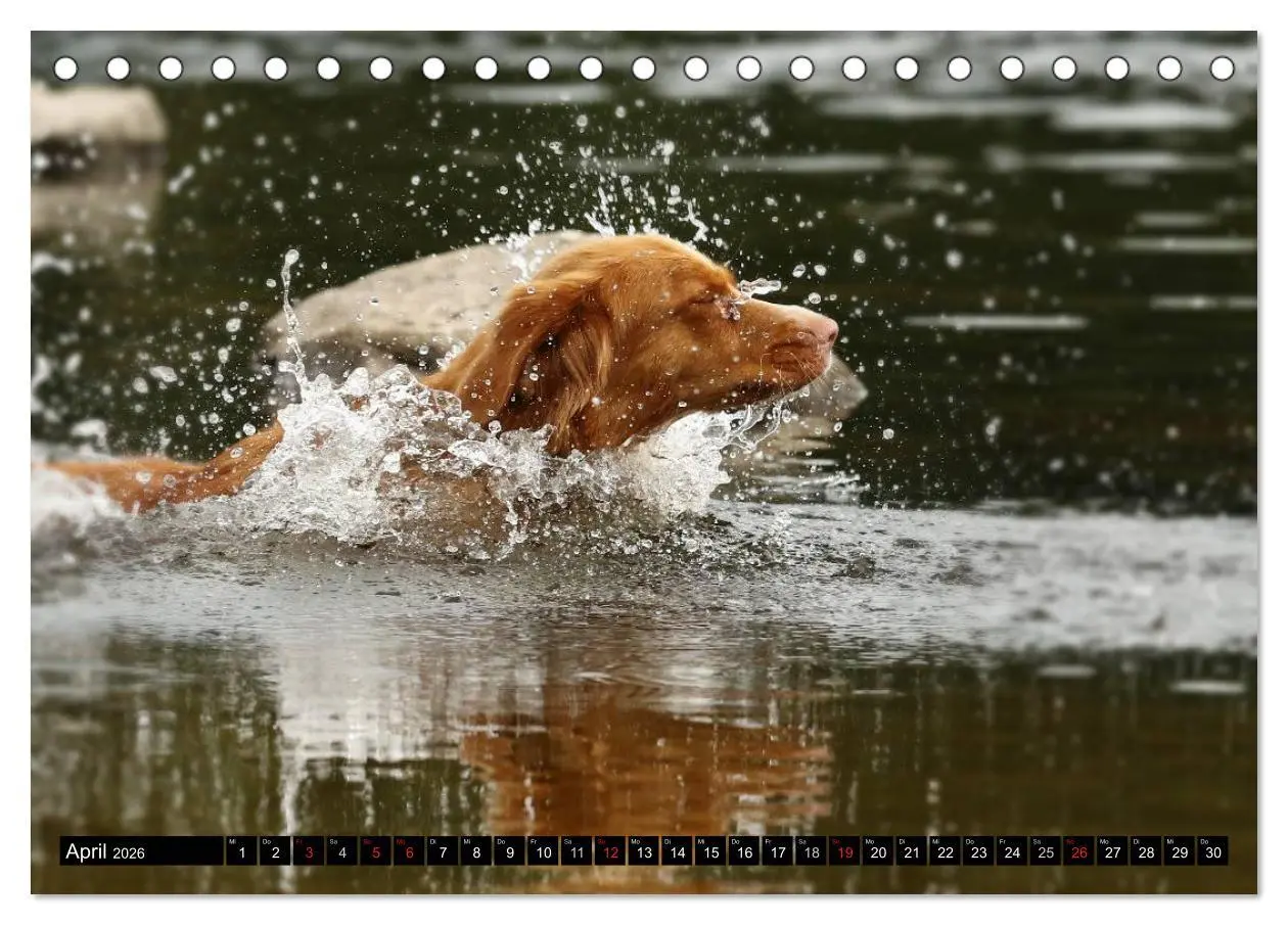 Bild: 9783516026658 | Nova Scotia Duck Tolling Retriever (Tischkalender 2026 DIN A5...