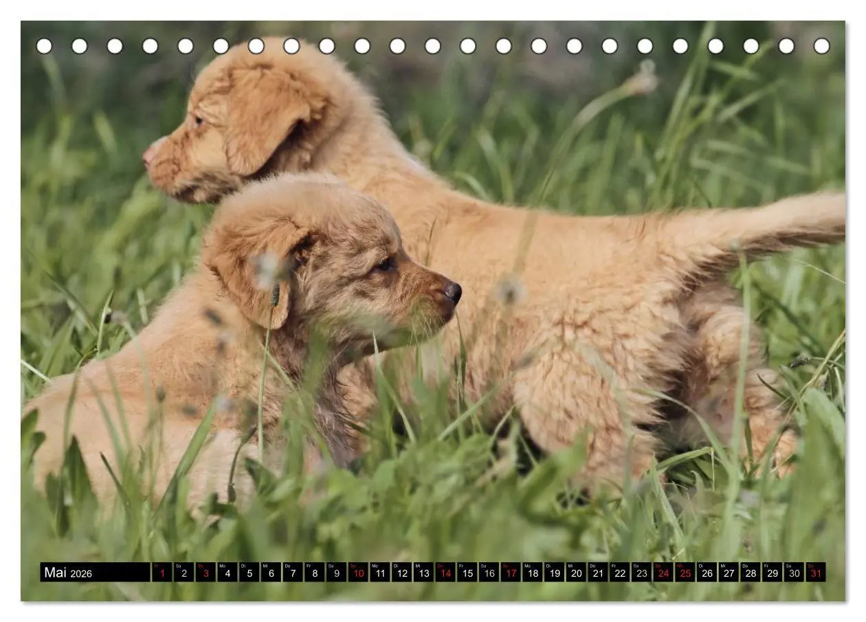 Bild: 9783516026658 | Nova Scotia Duck Tolling Retriever (Tischkalender 2026 DIN A5...