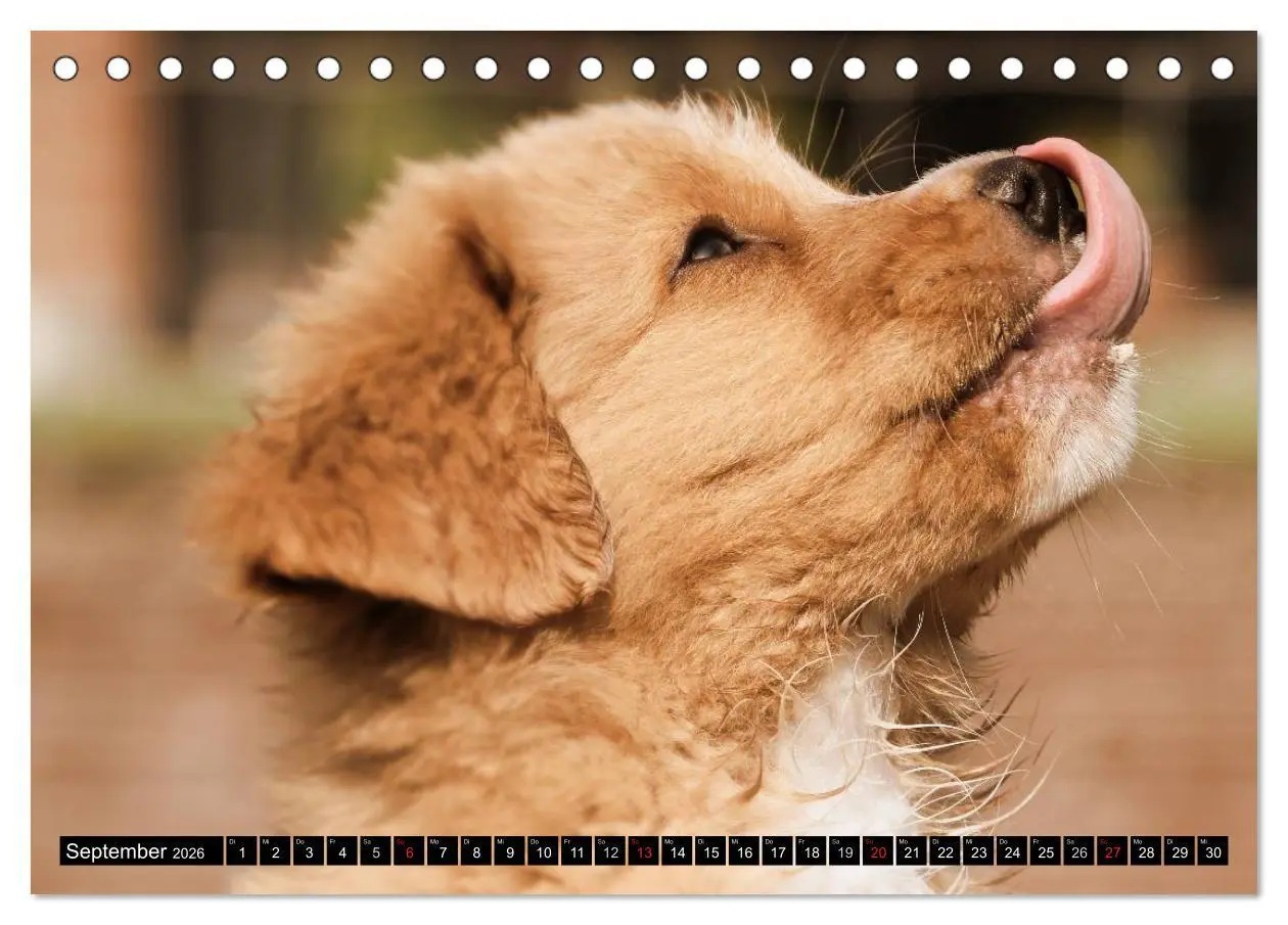 Bild: 9783516026658 | Nova Scotia Duck Tolling Retriever (Tischkalender 2026 DIN A5...
