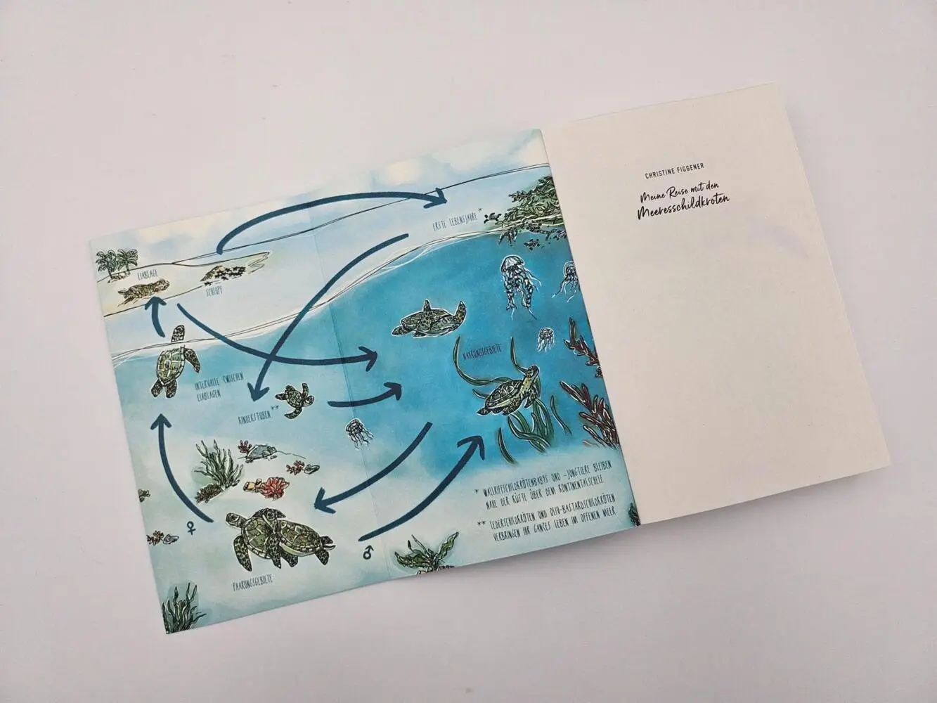 Bild: 9783492406758 | Meine Reise mit den Meeresschildkröten | Christine Figgener | Buch