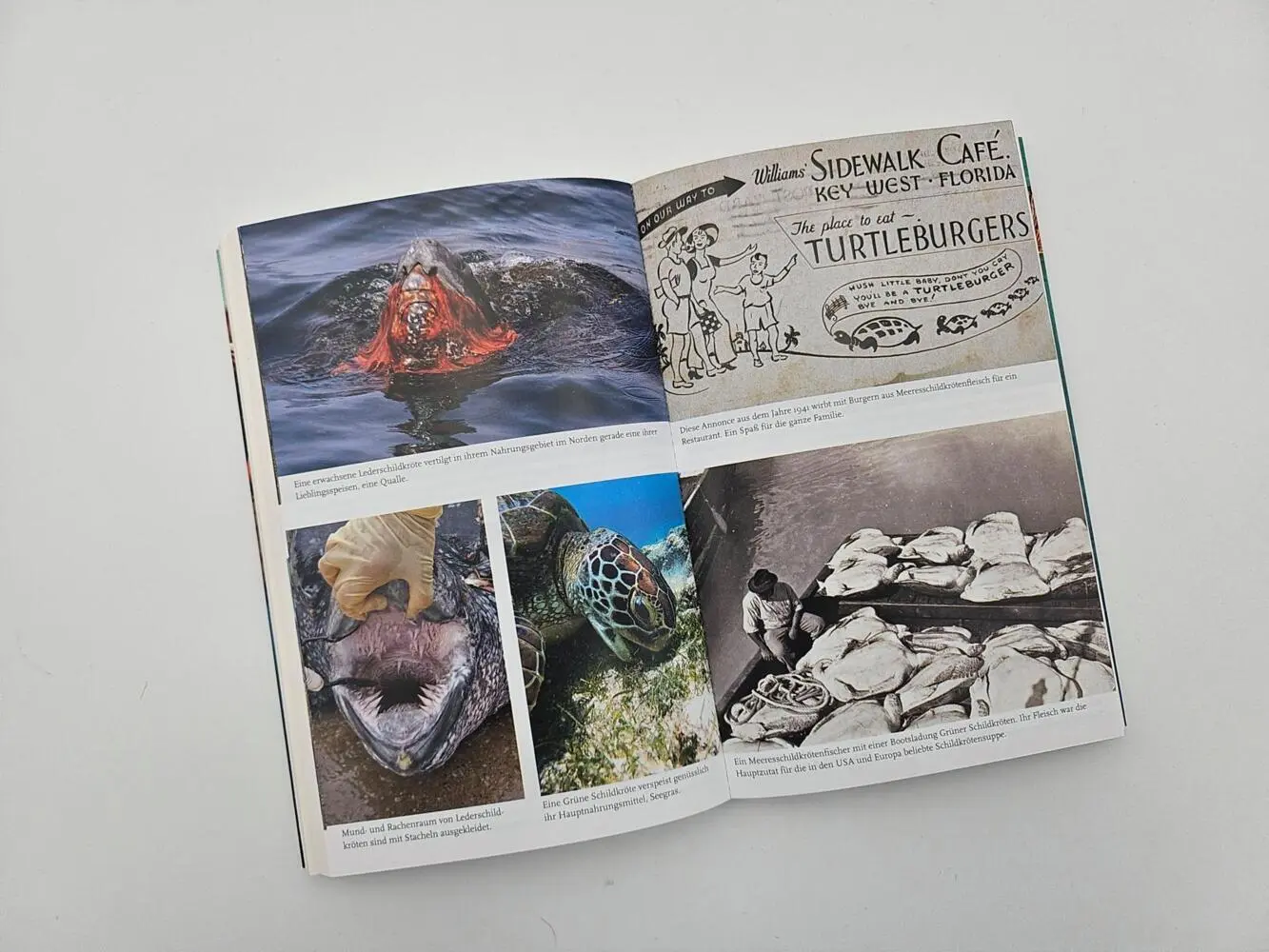 Bild: 9783492406758 | Meine Reise mit den Meeresschildkröten | Christine Figgener | Buch