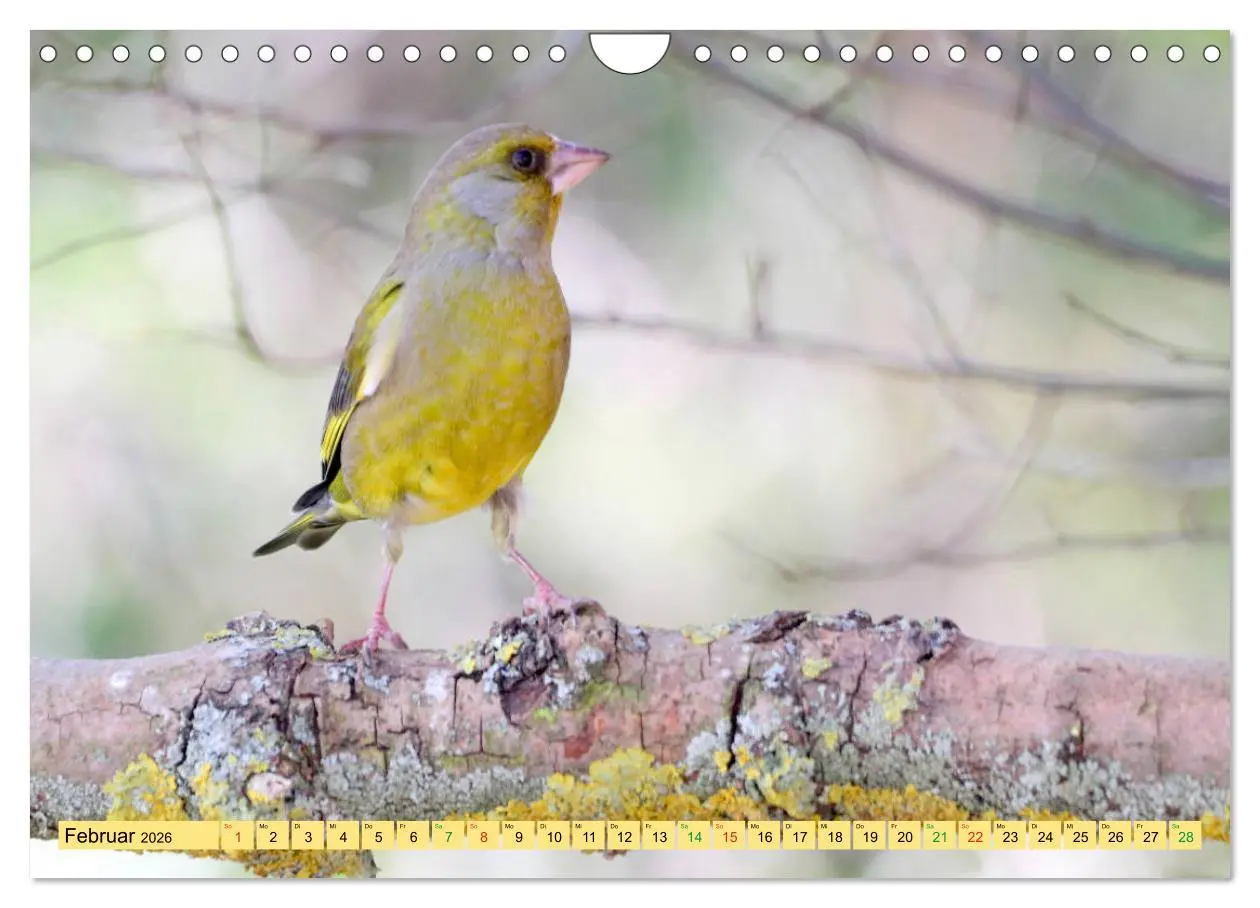Bild: 9783457916858 | Gefiederte Gesellen - Vögel aus Wald und Garten (Wandkalender 2026...