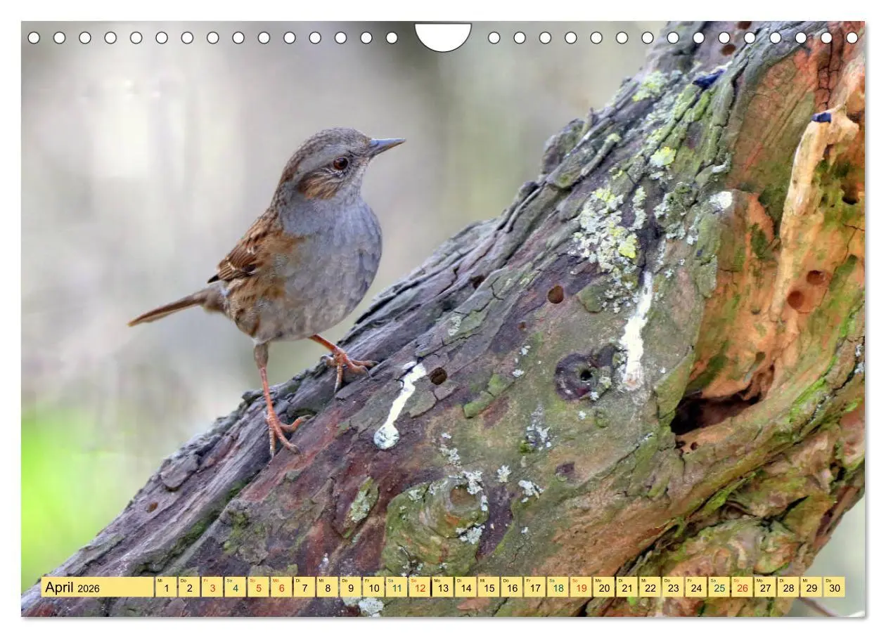 Bild: 9783457916858 | Gefiederte Gesellen - Vögel aus Wald und Garten (Wandkalender 2026...
