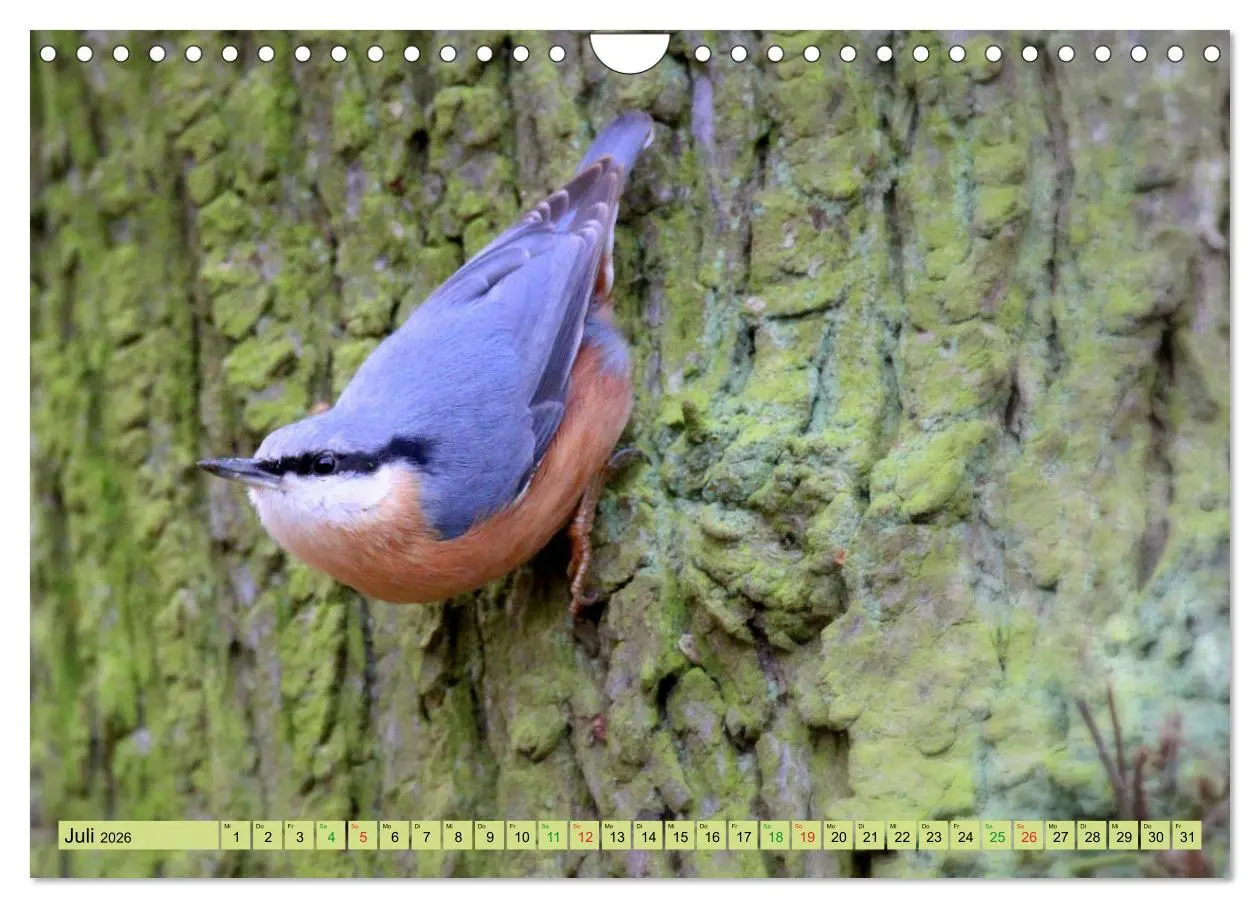 Bild: 9783457916858 | Gefiederte Gesellen - Vögel aus Wald und Garten (Wandkalender 2026...