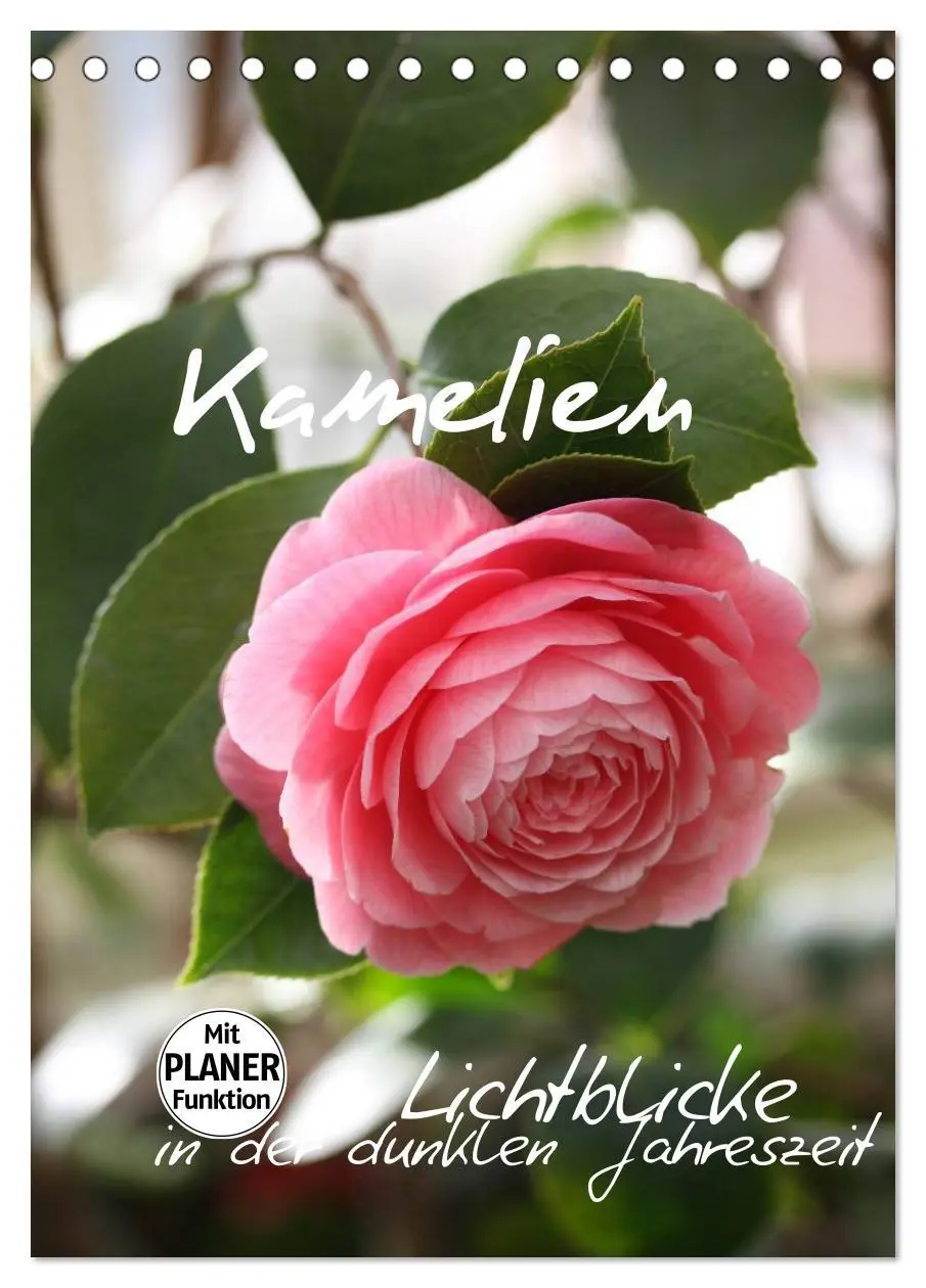 Cover: 9783516437058 | Kamelien Lichtblicke in der dunklen Jahreszeit (Tischkalender 2026...