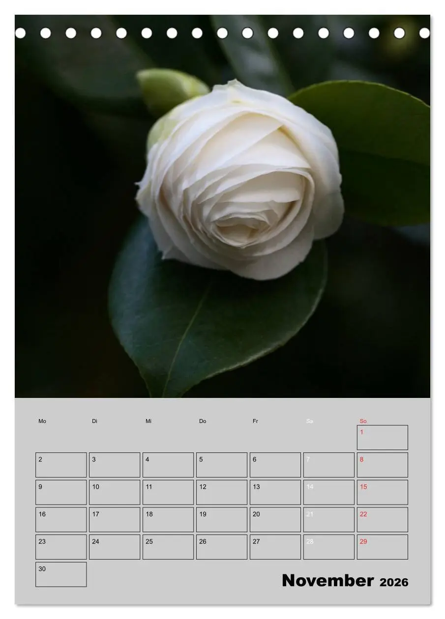 Bild: 9783516437058 | Kamelien Lichtblicke in der dunklen Jahreszeit (Tischkalender 2026...