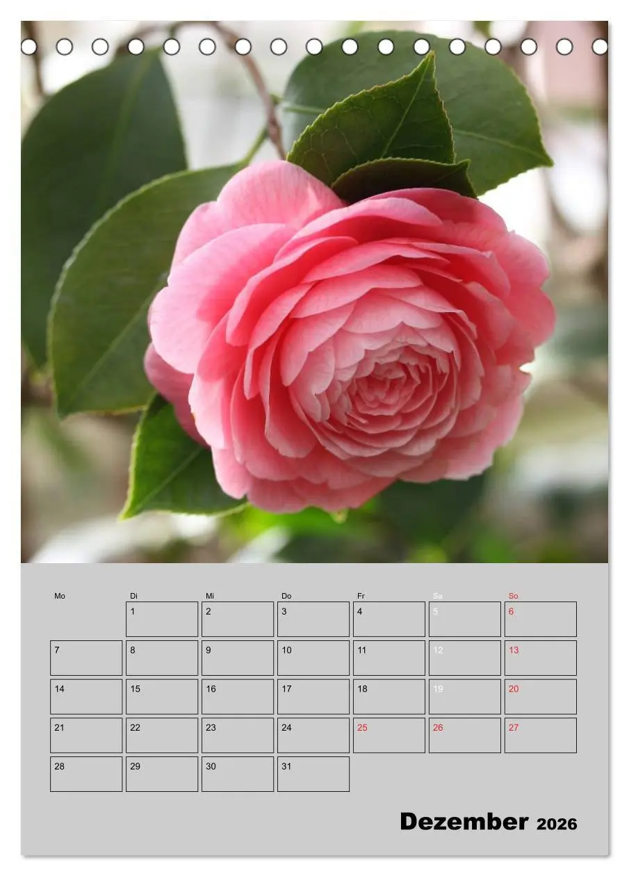Bild: 9783516437058 | Kamelien Lichtblicke in der dunklen Jahreszeit (Tischkalender 2026...