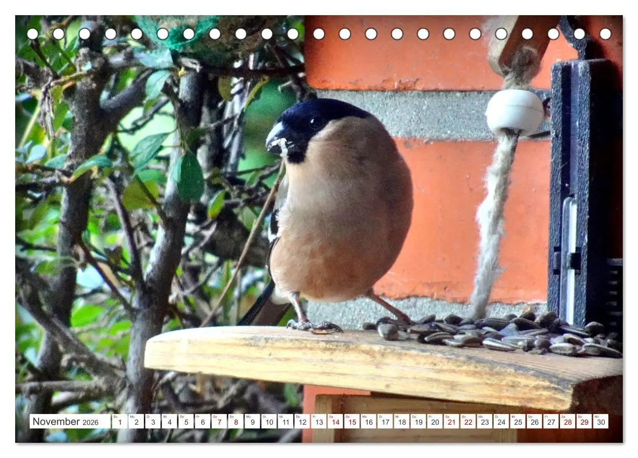 Bild: 9783457407158 | Herr und Frau Gimpel - Stammgäste im Garten (Tischkalender 2026 DIN...