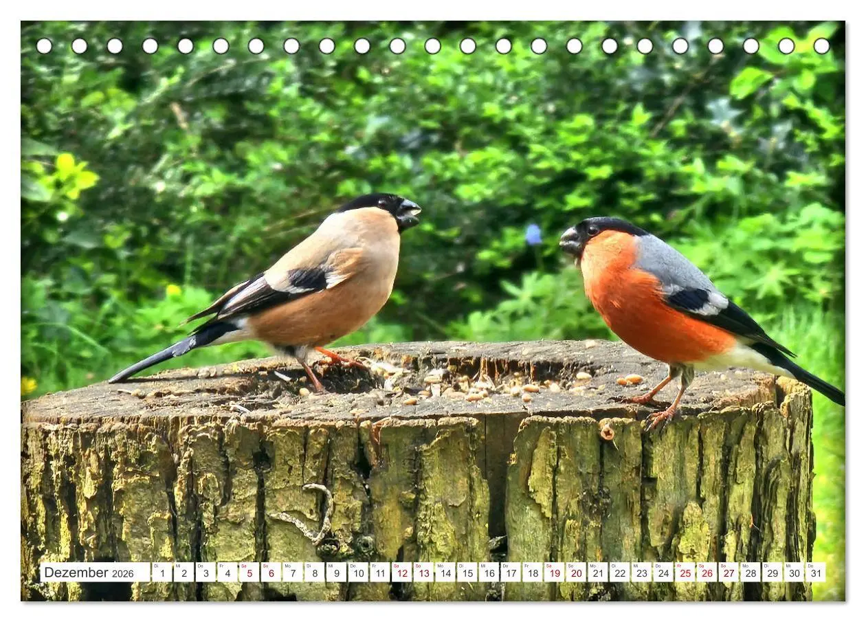 Bild: 9783457407158 | Herr und Frau Gimpel - Stammgäste im Garten (Tischkalender 2026 DIN...