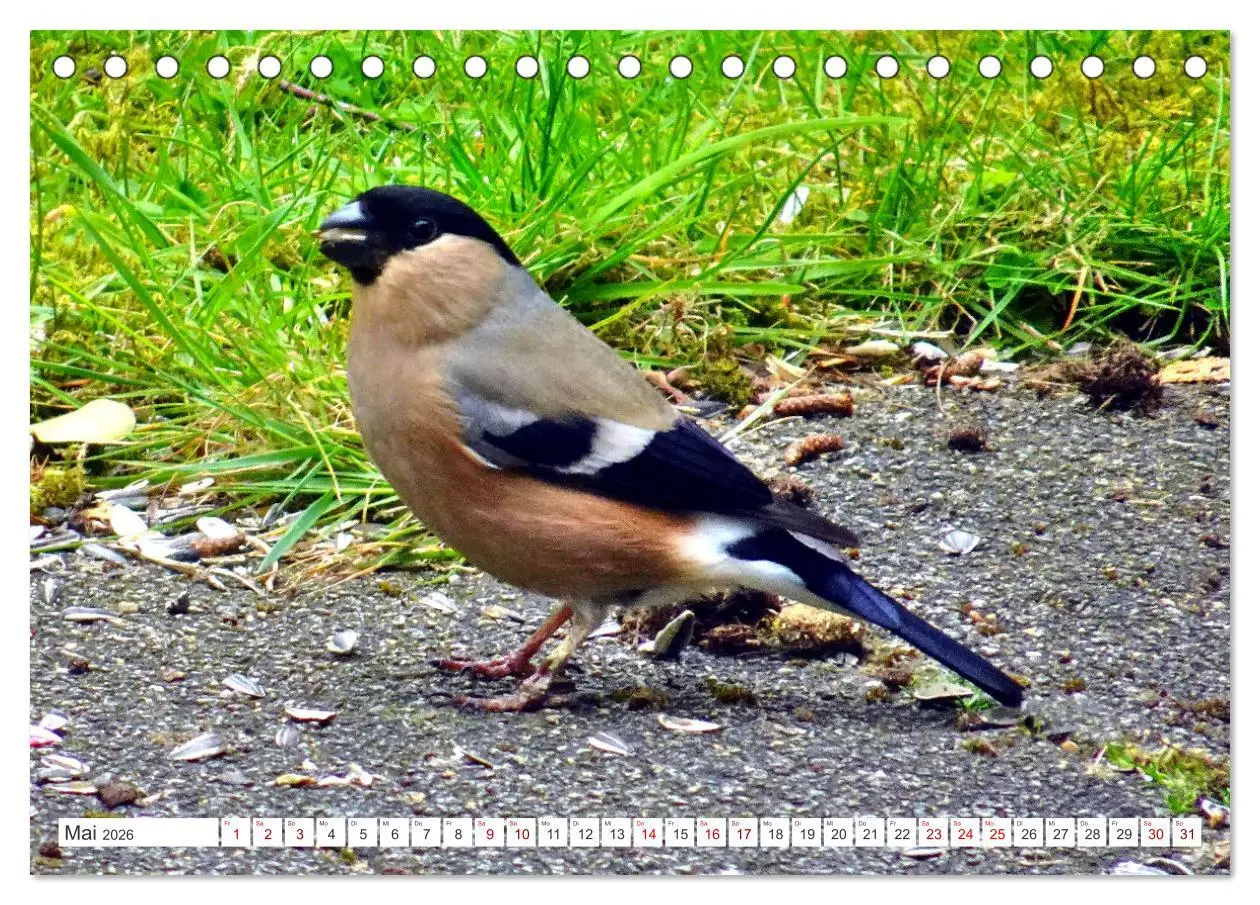 Bild: 9783457407158 | Herr und Frau Gimpel - Stammgäste im Garten (Tischkalender 2026 DIN...