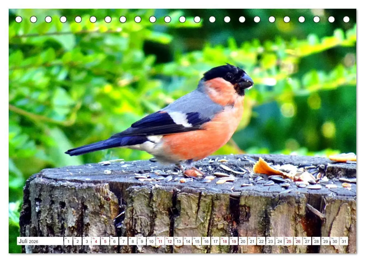 Bild: 9783457407158 | Herr und Frau Gimpel - Stammgäste im Garten (Tischkalender 2026 DIN...