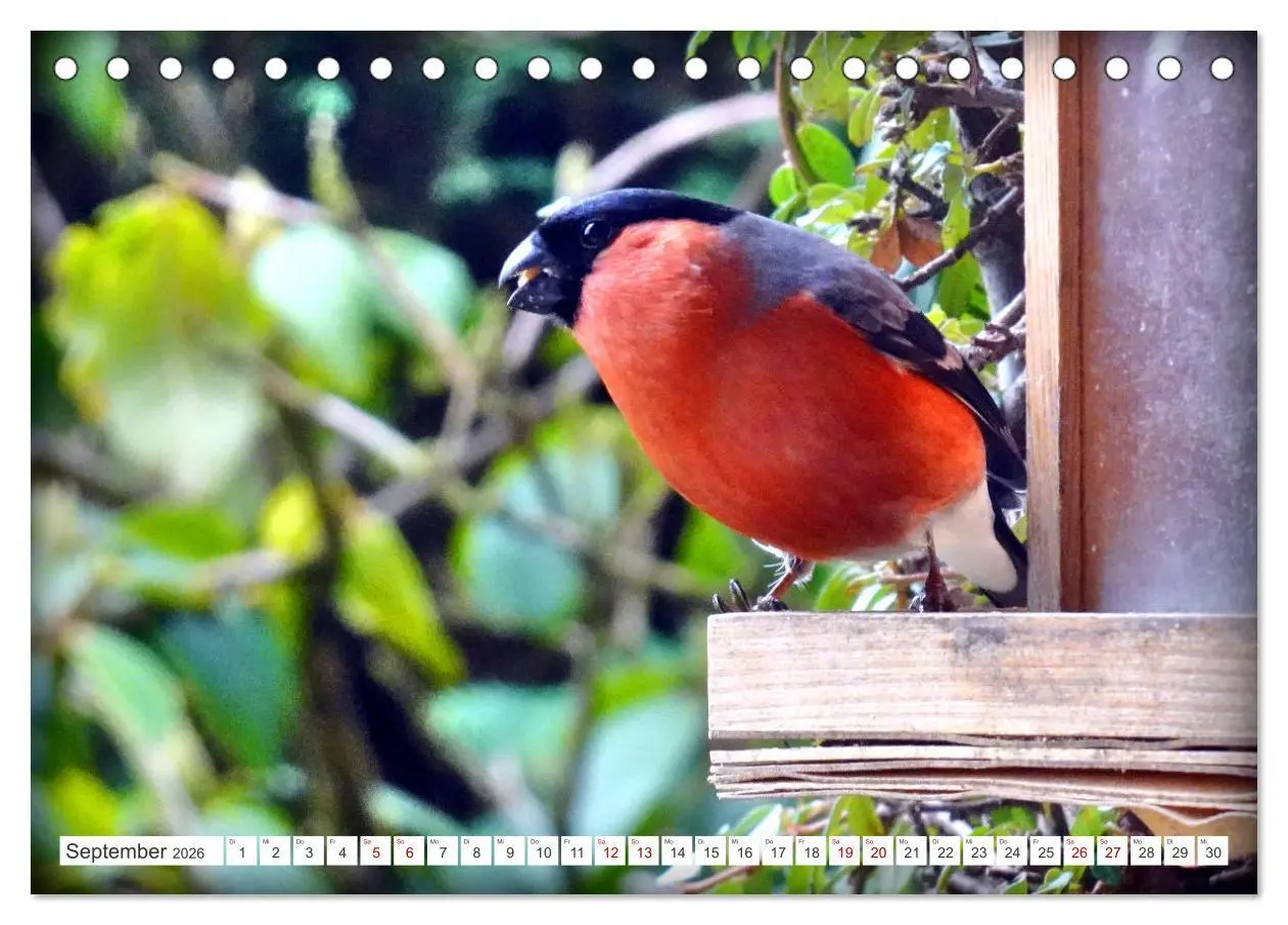 Bild: 9783457407158 | Herr und Frau Gimpel - Stammgäste im Garten (Tischkalender 2026 DIN...