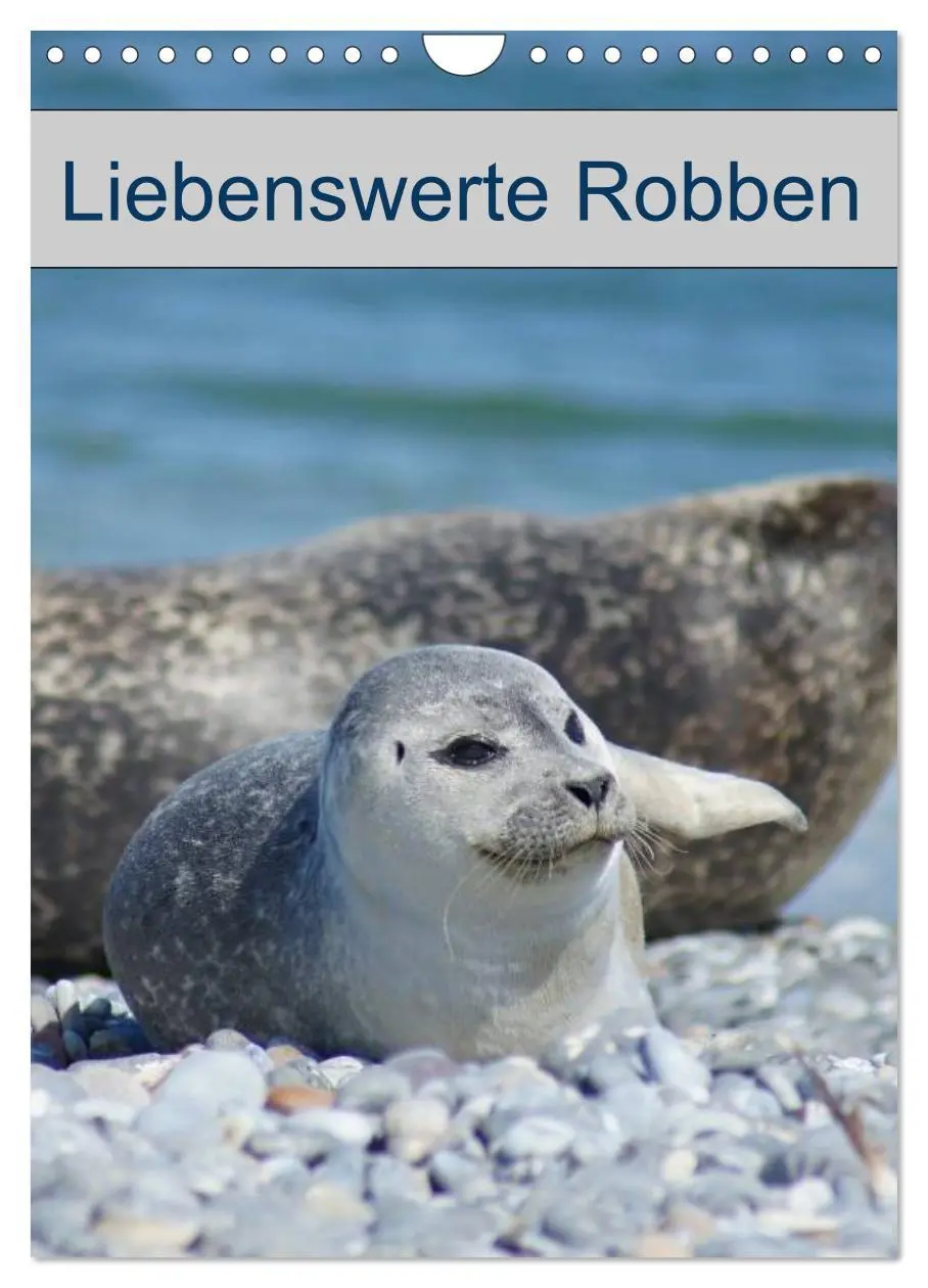 Cover: 9783516427158 | Liebenswerte Robben (Wandkalender 2026 DIN A4 hoch), CALVENDO...