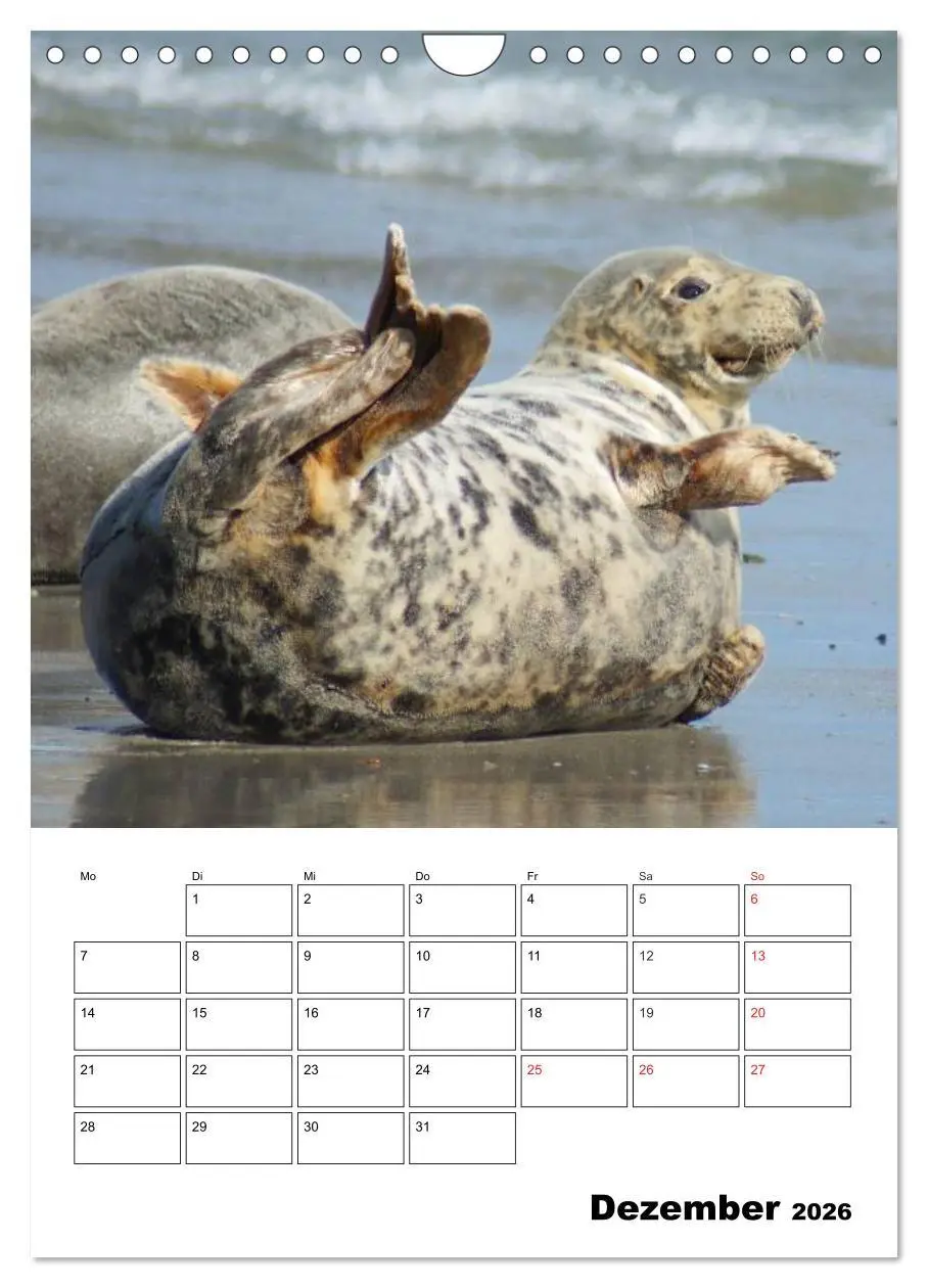 Bild: 9783516427158 | Liebenswerte Robben (Wandkalender 2026 DIN A4 hoch), CALVENDO...