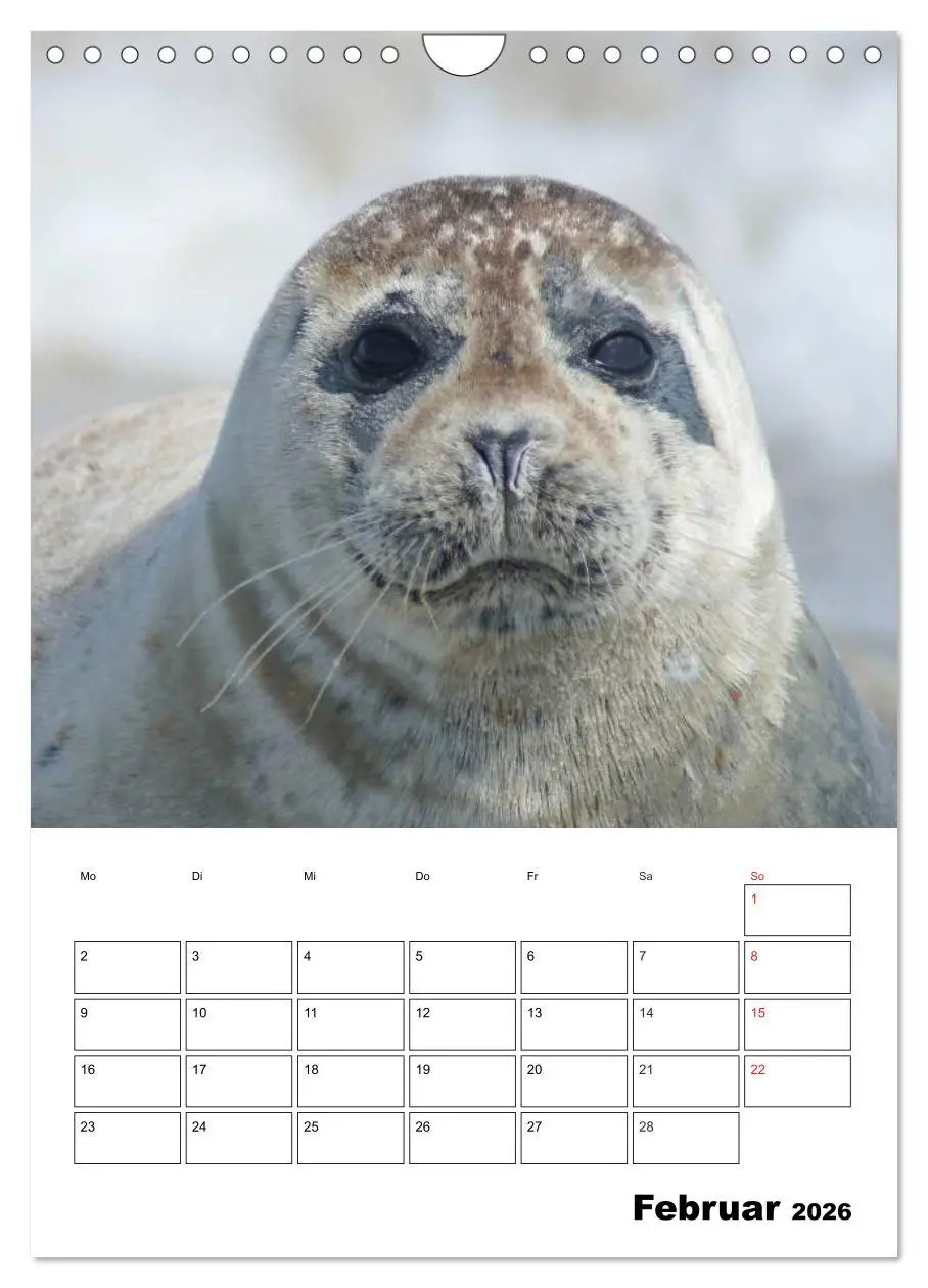 Bild: 9783516427158 | Liebenswerte Robben (Wandkalender 2026 DIN A4 hoch), CALVENDO...