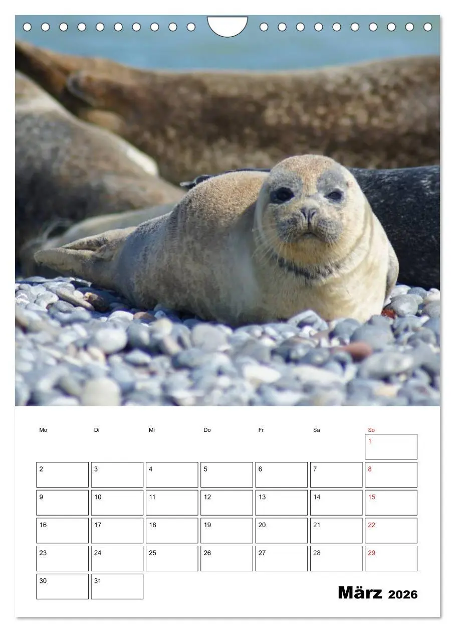 Bild: 9783516427158 | Liebenswerte Robben (Wandkalender 2026 DIN A4 hoch), CALVENDO...