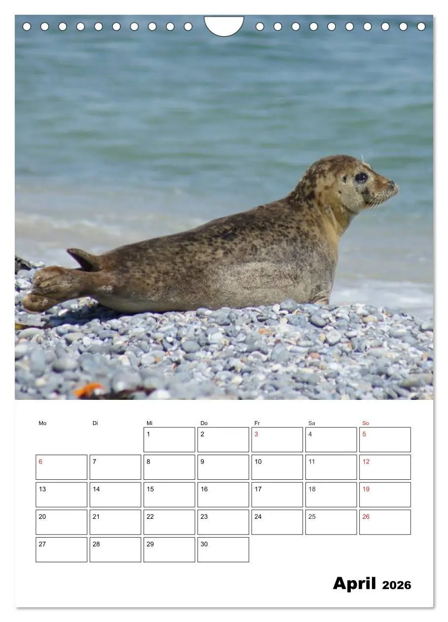 Bild: 9783516427158 | Liebenswerte Robben (Wandkalender 2026 DIN A4 hoch), CALVENDO...